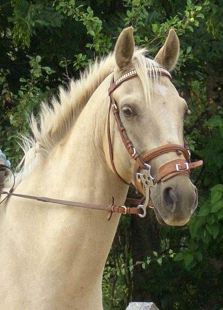 Palomino Palomino - Solgt billede 3