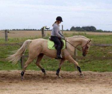 Palomino Palomino - Solgt billede 9