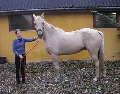 Palomino Palomino - Solgt - Da ham lige var ankommet i D. 8/9-2005  billede 10