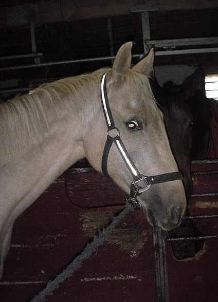 Palomino Palomino - Solgt billede 11