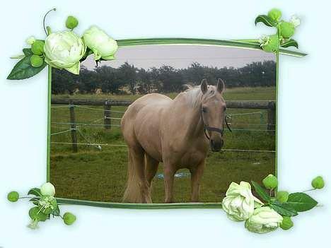 Palomino Palomino - Solgt billede 1