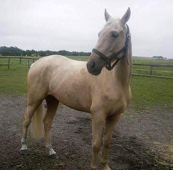 Palomino Palomino - Solgt billede 12