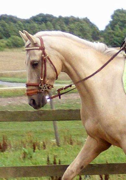 Palomino Palomino - Solgt billede 14