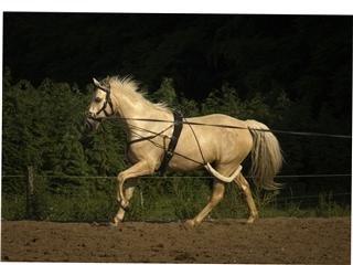 Palomino Palomino - Solgt - Taget ved hans nye ejer billede 15