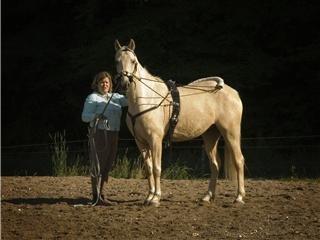 Palomino Palomino - Solgt - Igen her sammen med Lone hans nye Ejer :)  billede 16