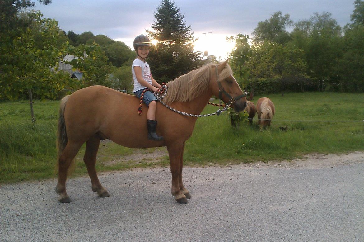 Anden særlig race Attila - 28. maj 2013 billede 5