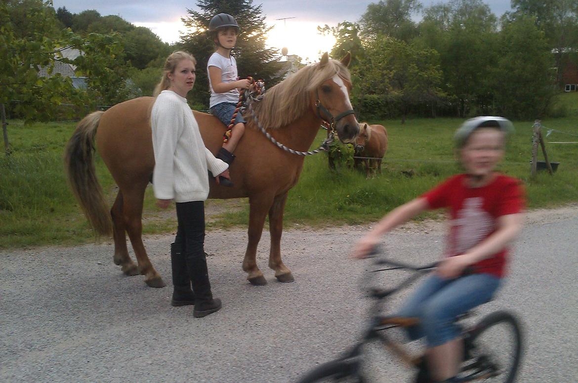 Anden særlig race Attila - 28. maj 2013 billede 19