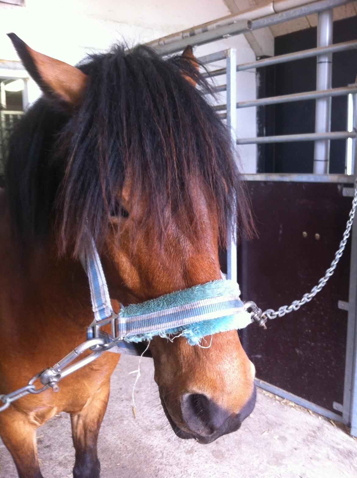 Anden særlig race Romze - nuuurrr... nåh men velkommen til romzes profil håber i tager godt imod ham billede 1