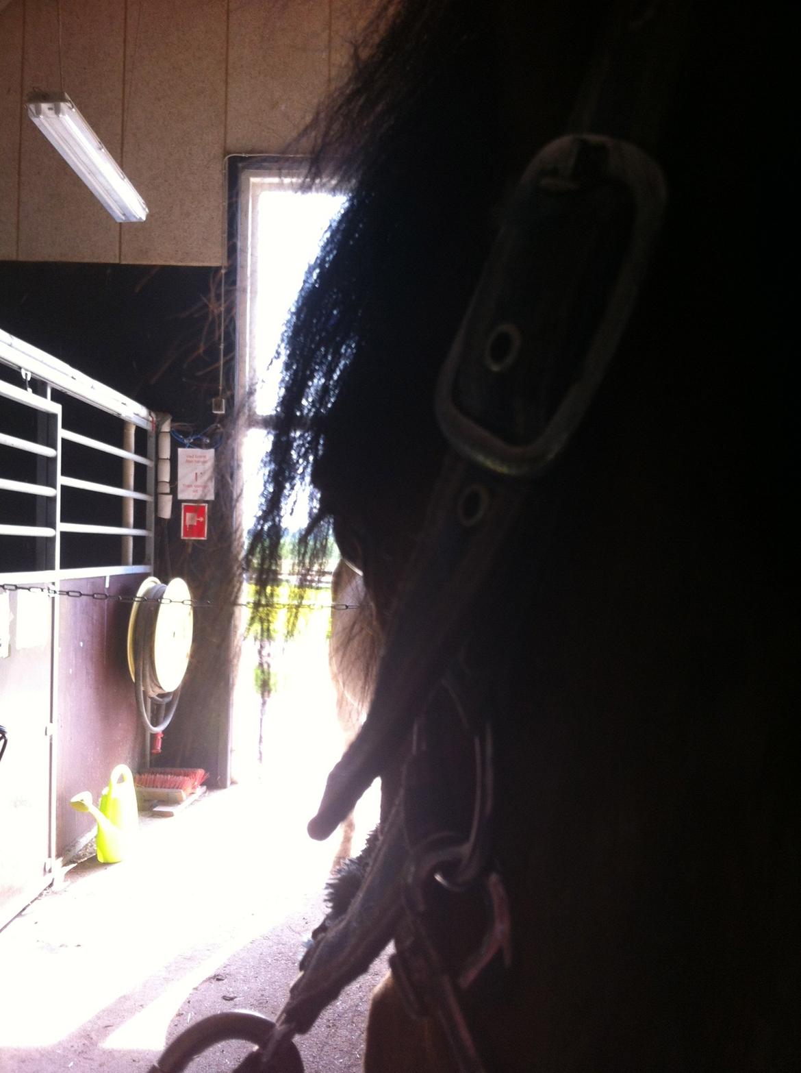 Anden særlig race Romze - when a horse look at the other horse  billede 2