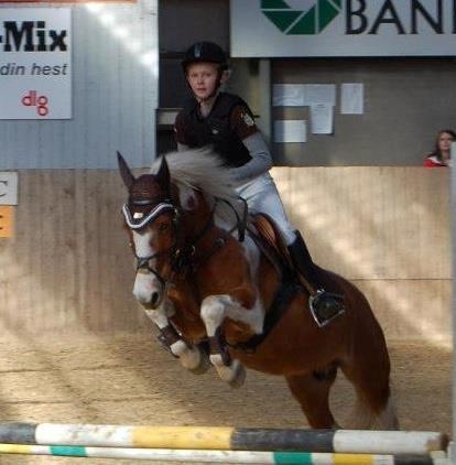 Pinto Apple Jack - Velkommen til Apple Jack`s  profil!:-) billede 1