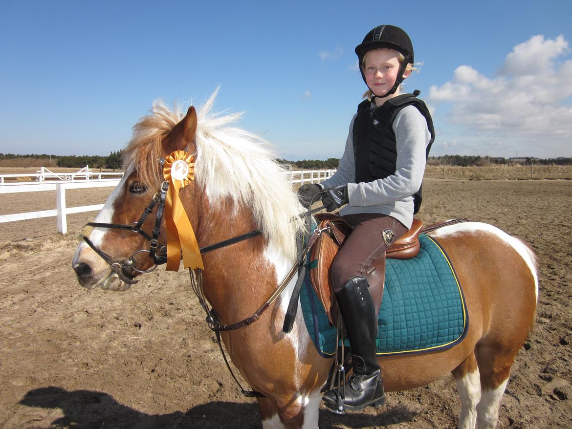 Pinto Apple Jack - Til hygge galopløb. Vi vandt!;-) billede 2