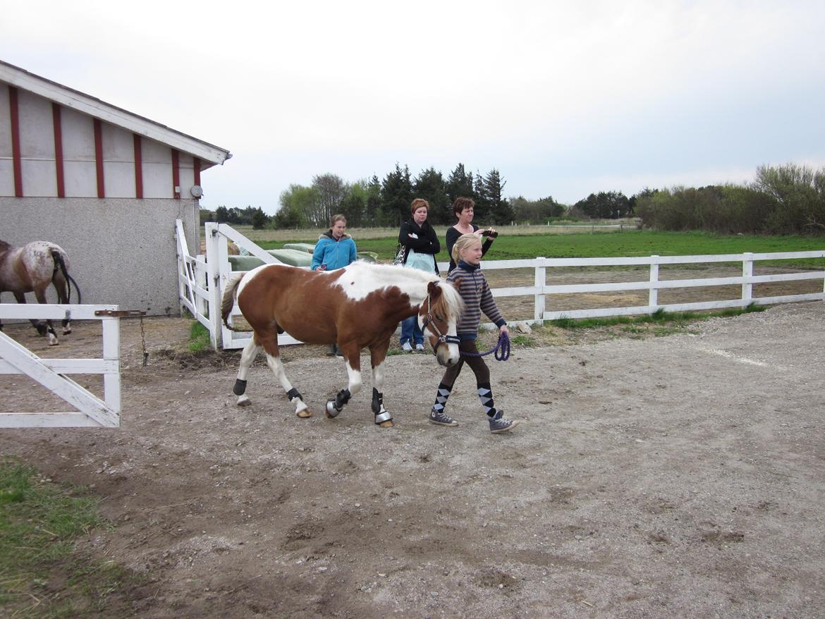 Pinto Apple Jack - Så skal vi til stævne i Jetsmark! billede 3