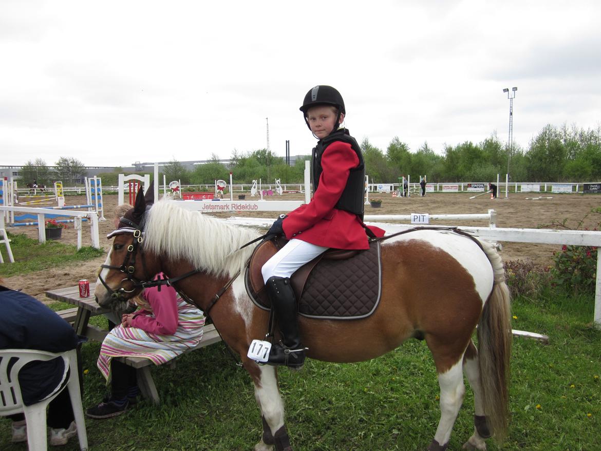 Pinto Apple Jack - Inden jeg skulle ind på banen!<3 billede 4