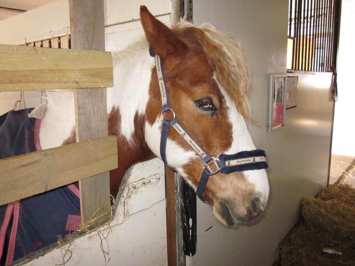 Pinto Apple Jack - Slapper af efter stævnet!:-) billede 5