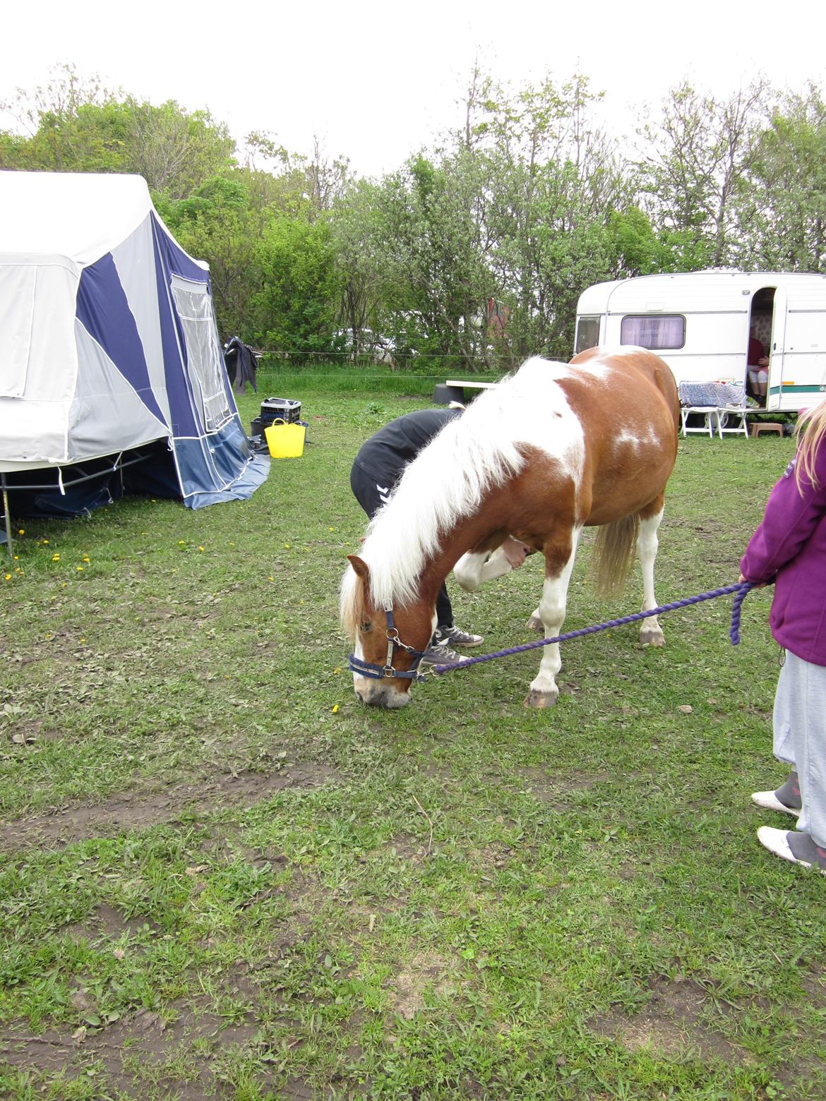 Pinto Apple Jack - Græsser til stævnet!<3 billede 7