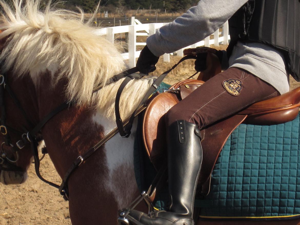 Pinto Apple Jack - <3<3 billede 8