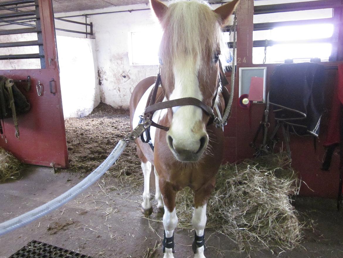 Pinto Apple Jack billede 9