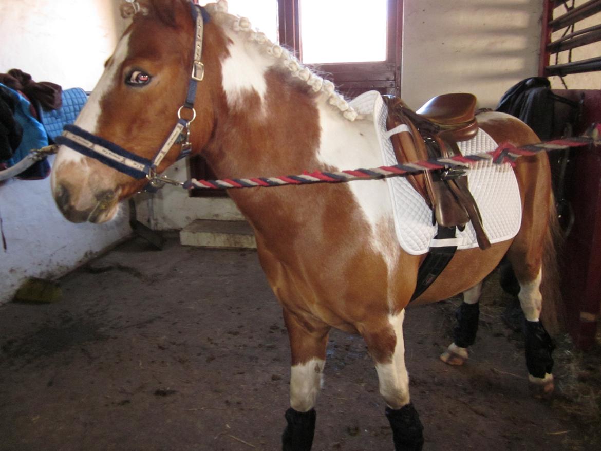 Pinto Apple Jack billede 10