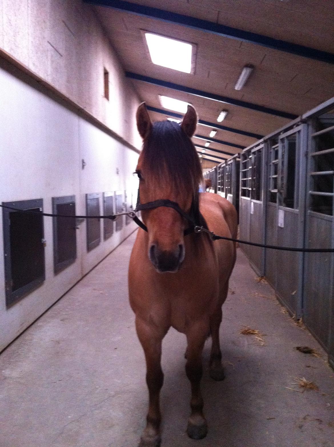 Anden særlig race Dumbledore  - En overraskelse kan være så nem at give ud. Men hvis du får den af nogen, føles den meget større billede 8