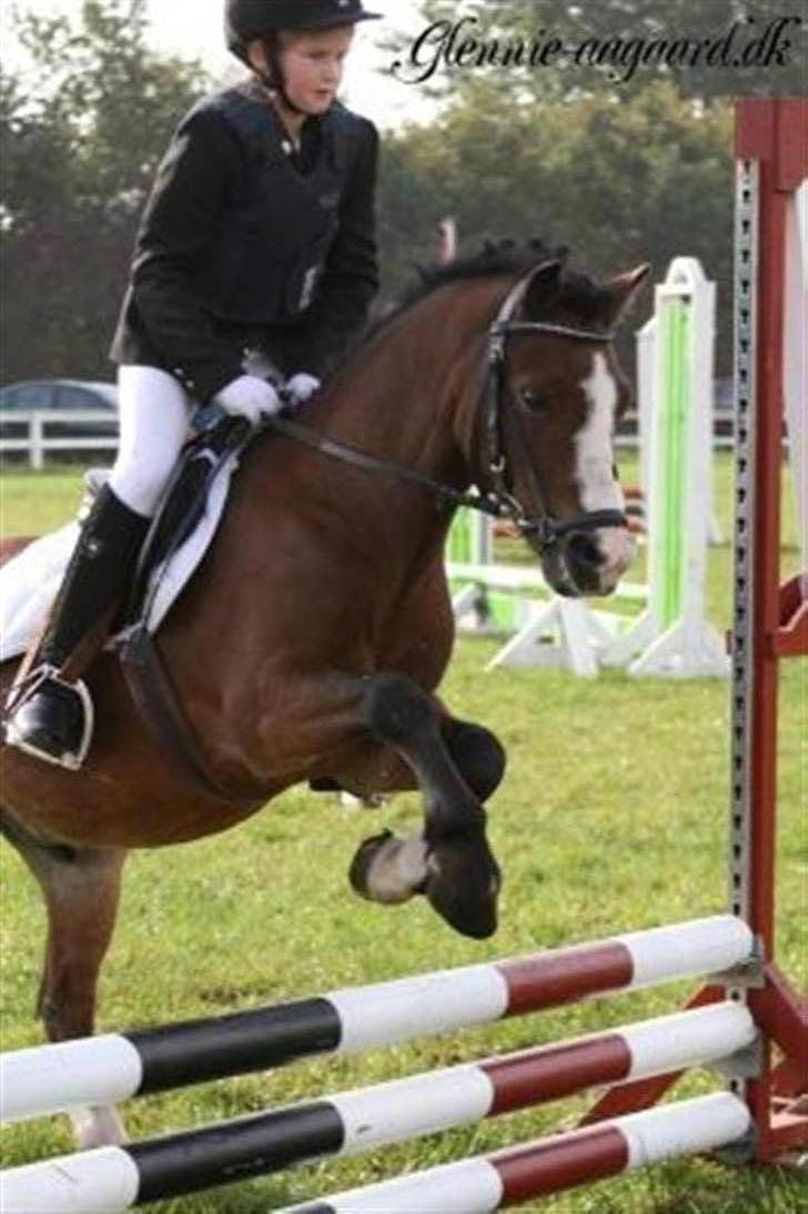 Welsh Pony (sec B) Springbourne Huckleberry! (Solgt) - Springstævne igen.. :) billede 17