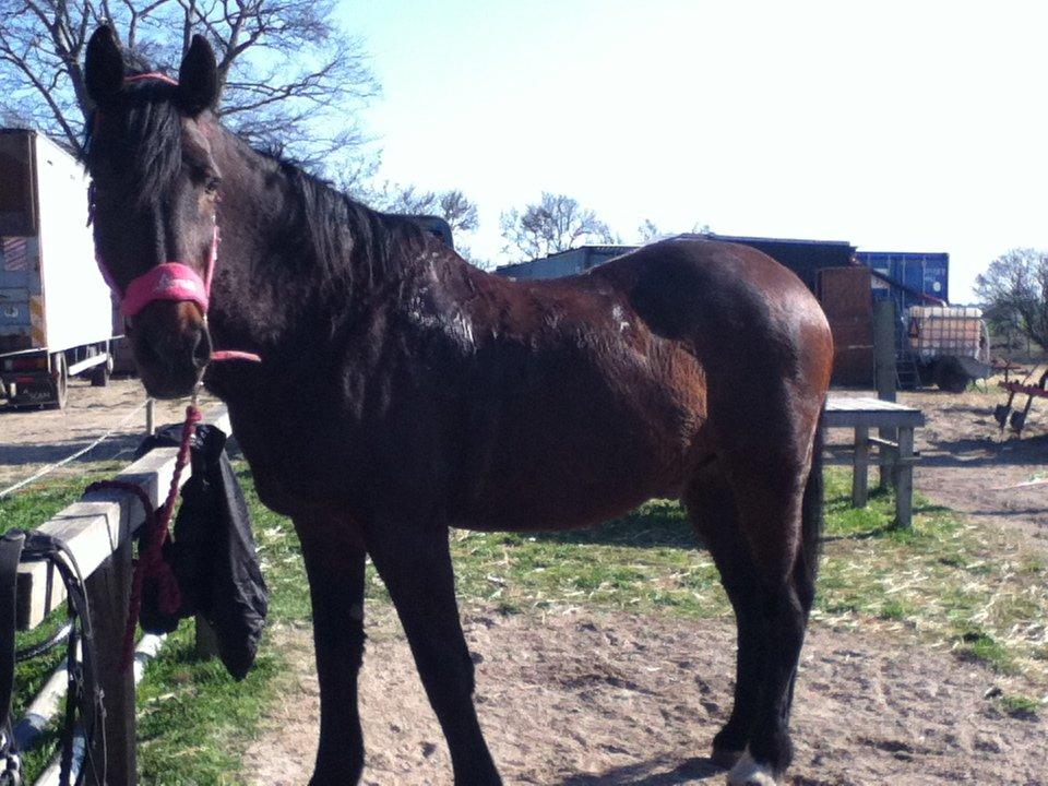 Oldenborg Danilo billede 2