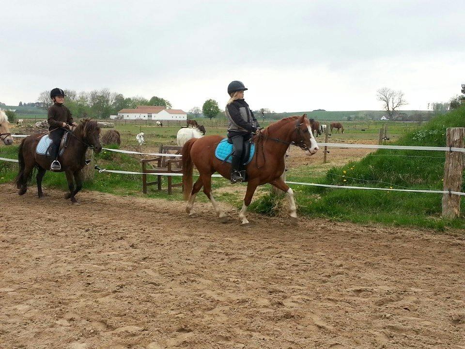 Welsh Pony (sec B) West Side Blue Hit billede 13