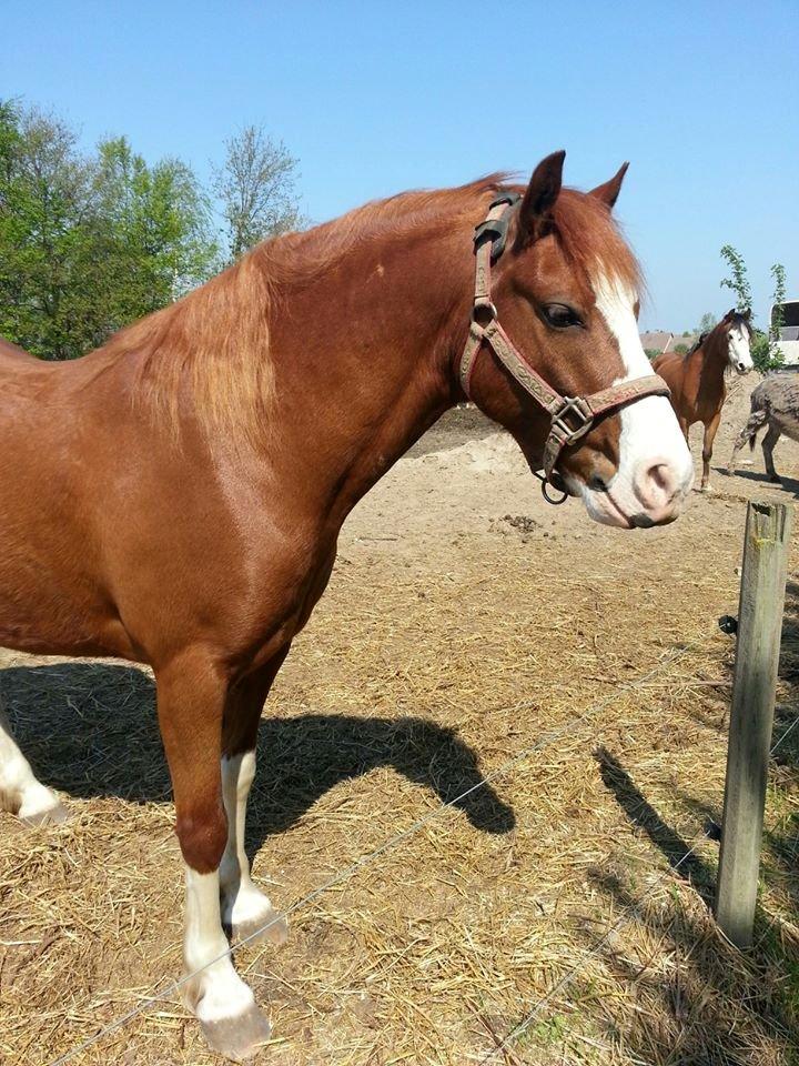 Welsh Pony (sec B) West Side Blue Hit billede 14