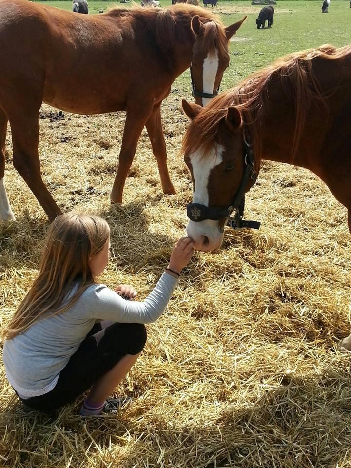 Welsh Pony (sec B) West Side Blue Hit billede 15