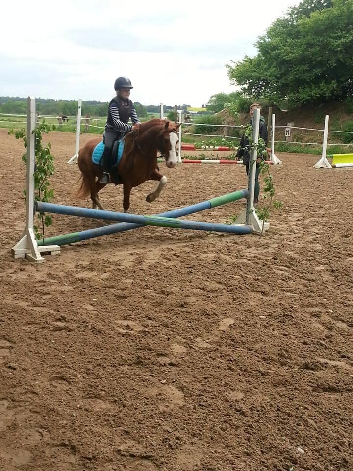 Welsh Pony (sec B) West Side Blue Hit billede 16