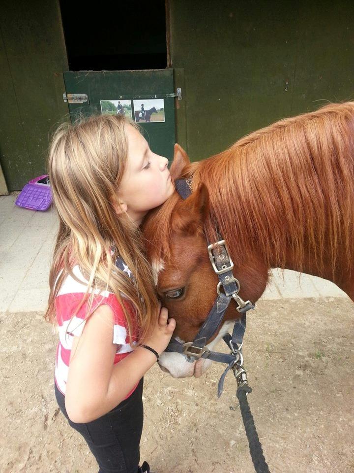 Welsh Pony (sec B) West Side Blue Hit billede 17