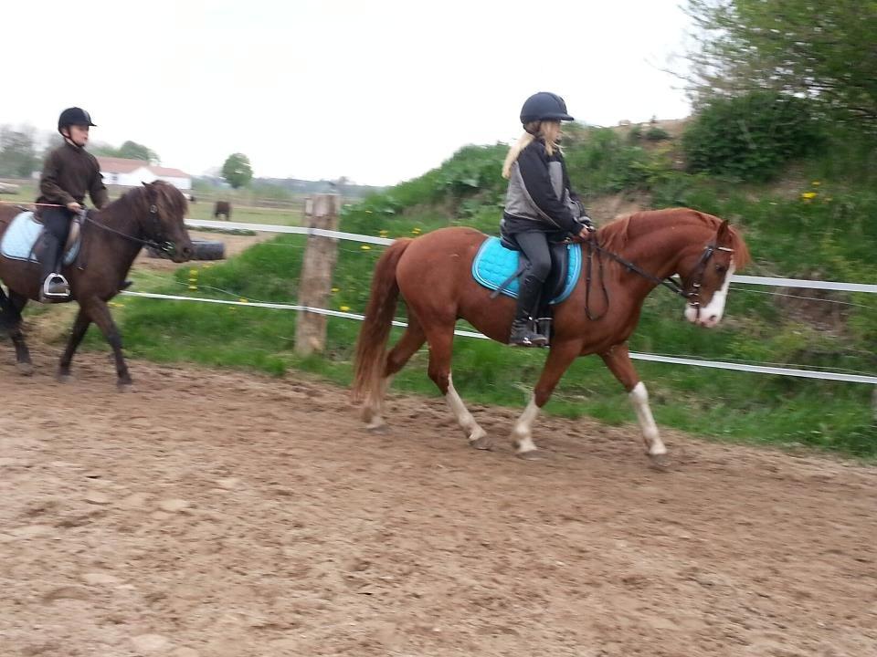 Welsh Pony (sec B) West Side Blue Hit billede 18