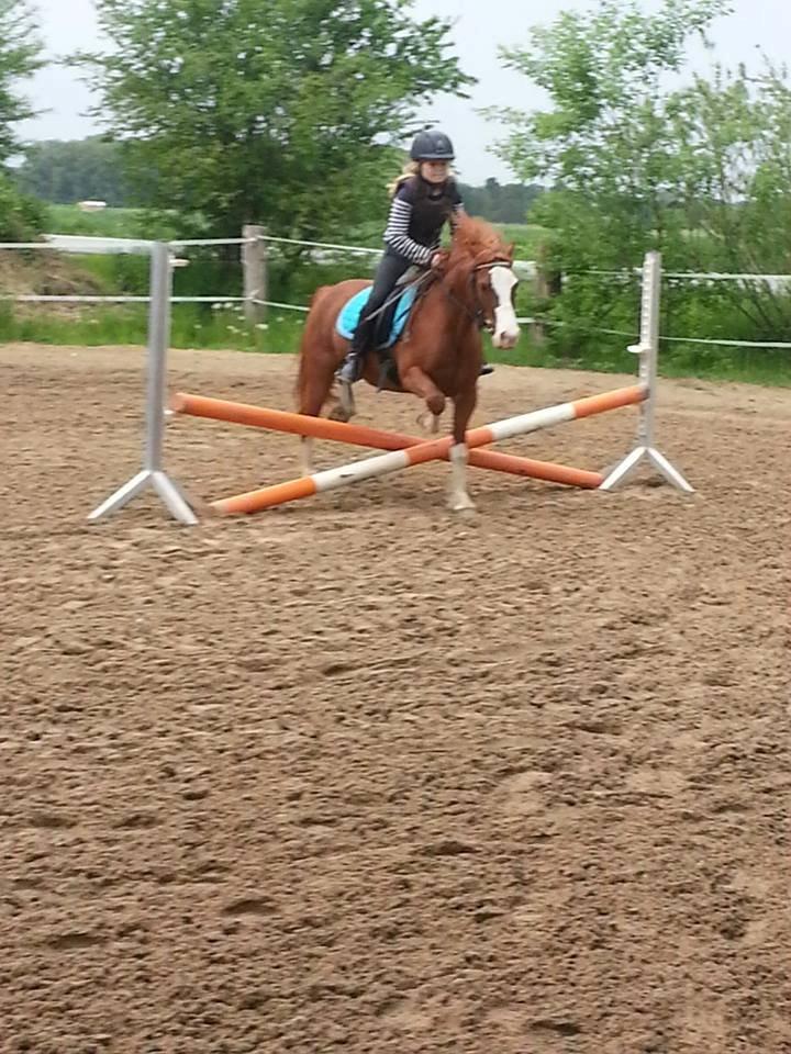 Welsh Pony (sec B) West Side Blue Hit billede 19