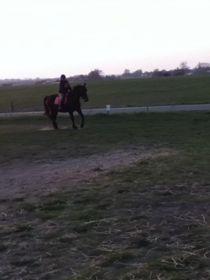 Oldenborg Danilo billede 4