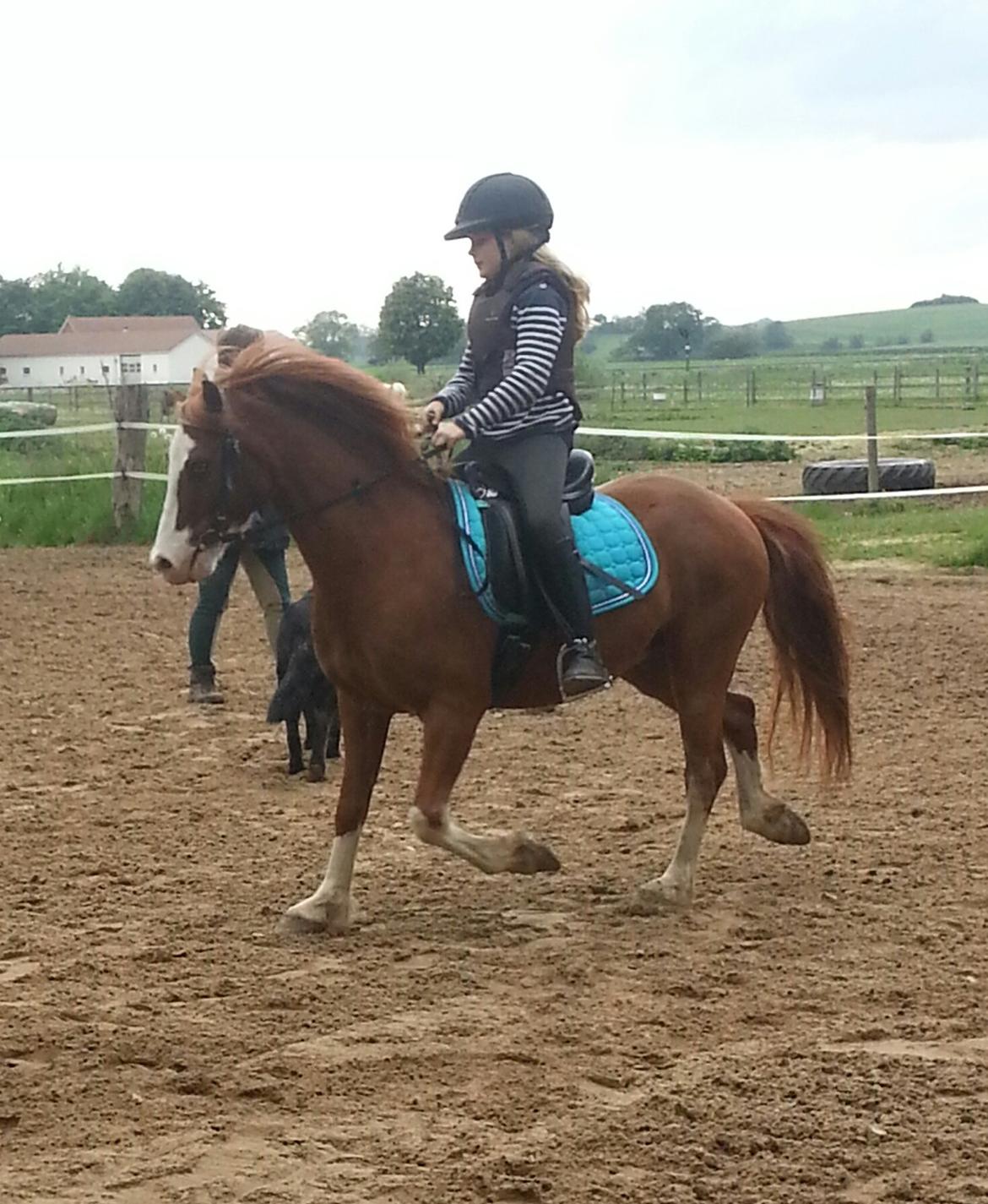 Welsh Pony (sec B) West Side Blue Hit billede 20
