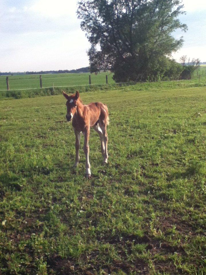 Barockpinto Sejerstens Thor billede 1