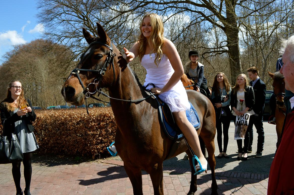 Tysk Sportspony Nixe Noel - Kommer til at savne dig uendeligt.. billede 1