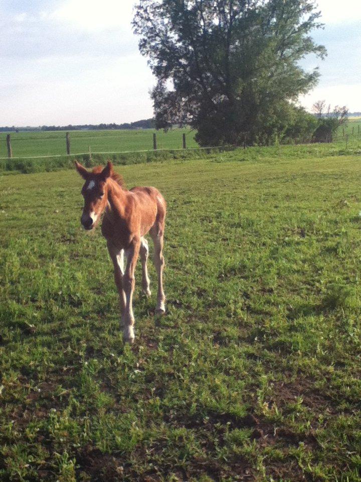 Barockpinto Sejerstens Thor billede 2