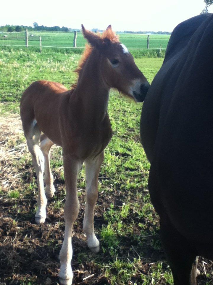 Barockpinto Sejerstens Thor billede 3