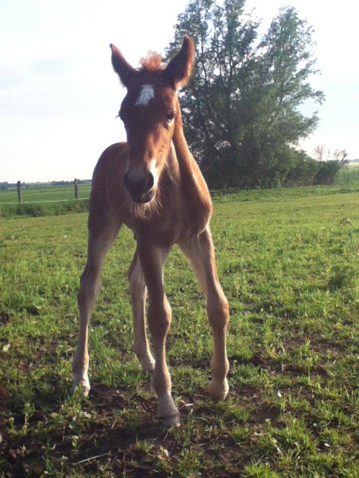 Barockpinto Sejerstens Thor billede 4