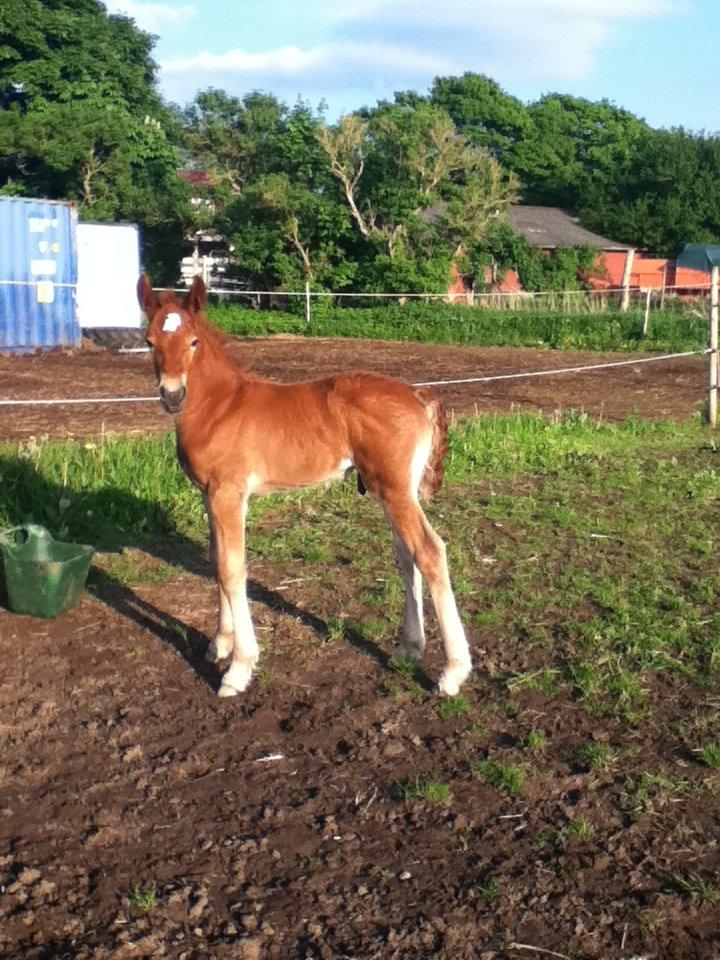 Barockpinto Sejerstens Thor billede 5