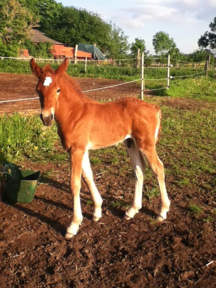 Barockpinto Sejerstens Thor billede 6