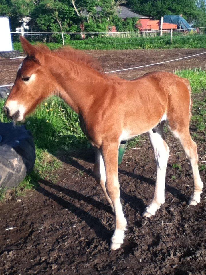 Barockpinto Sejerstens Thor billede 7