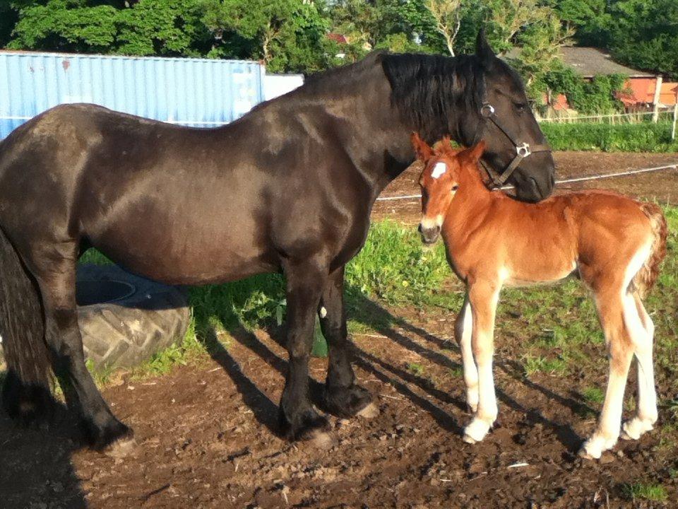 Barockpinto Sejerstens Thor billede 9