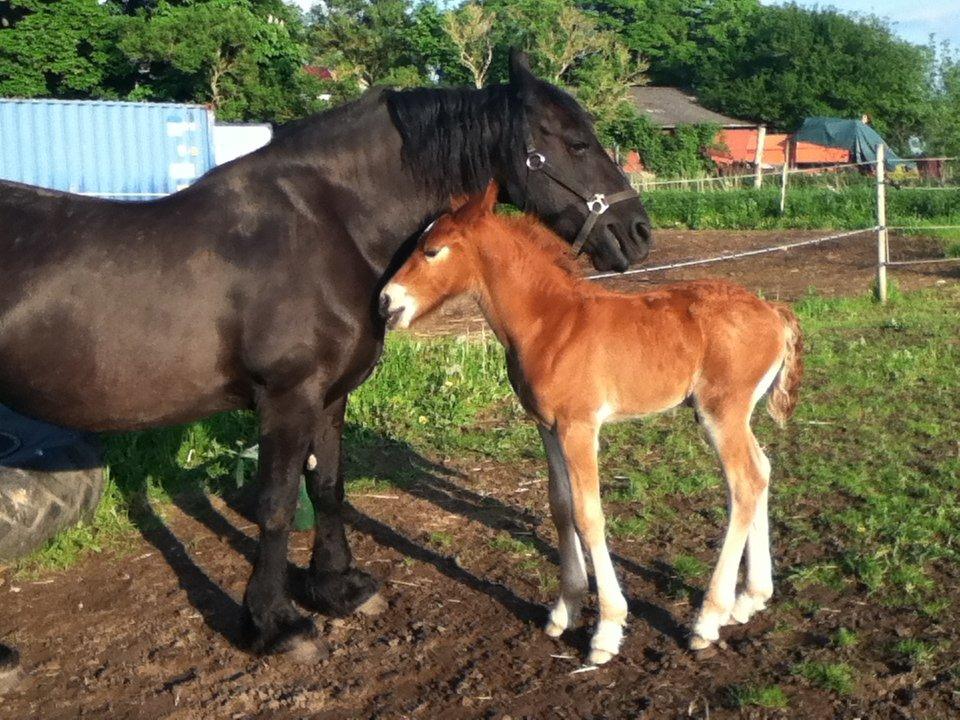Barockpinto Sejerstens Thor billede 10