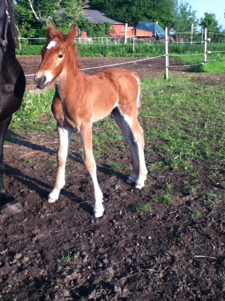 Barockpinto Sejerstens Thor billede 11