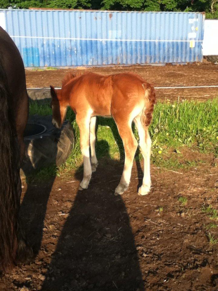 Barockpinto Sejerstens Thor billede 12