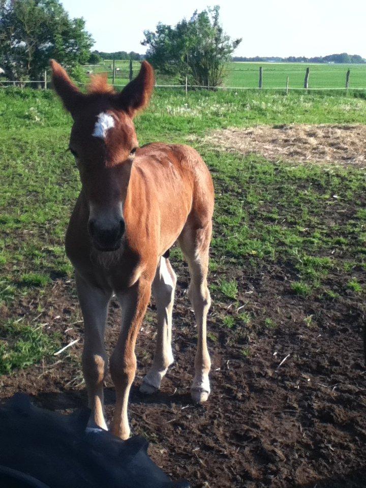 Barockpinto Sejerstens Thor billede 13