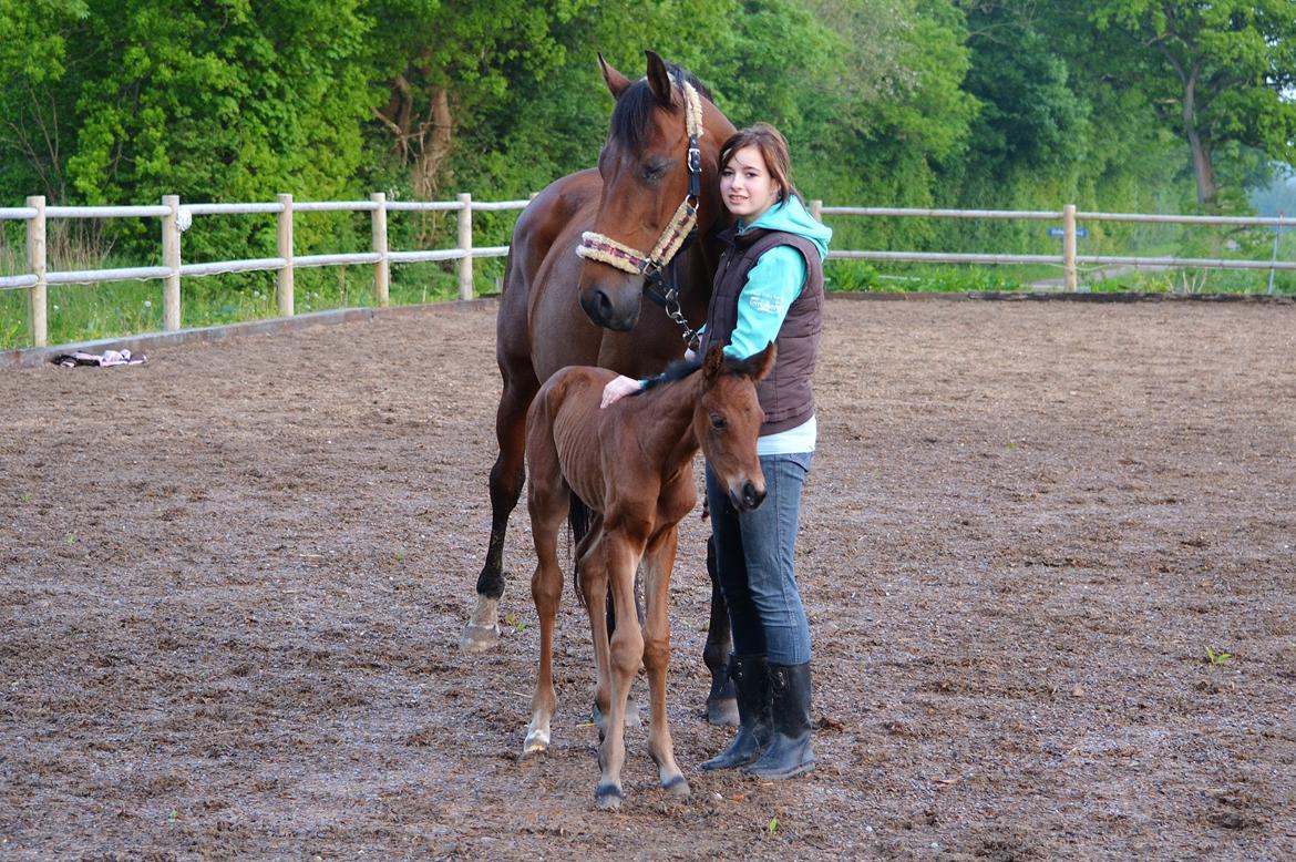 Dansk Varmblod TWINHORS DON'A BALLERINA - Bare 12 timer gammel <3 fantastisk dag :* billede 21