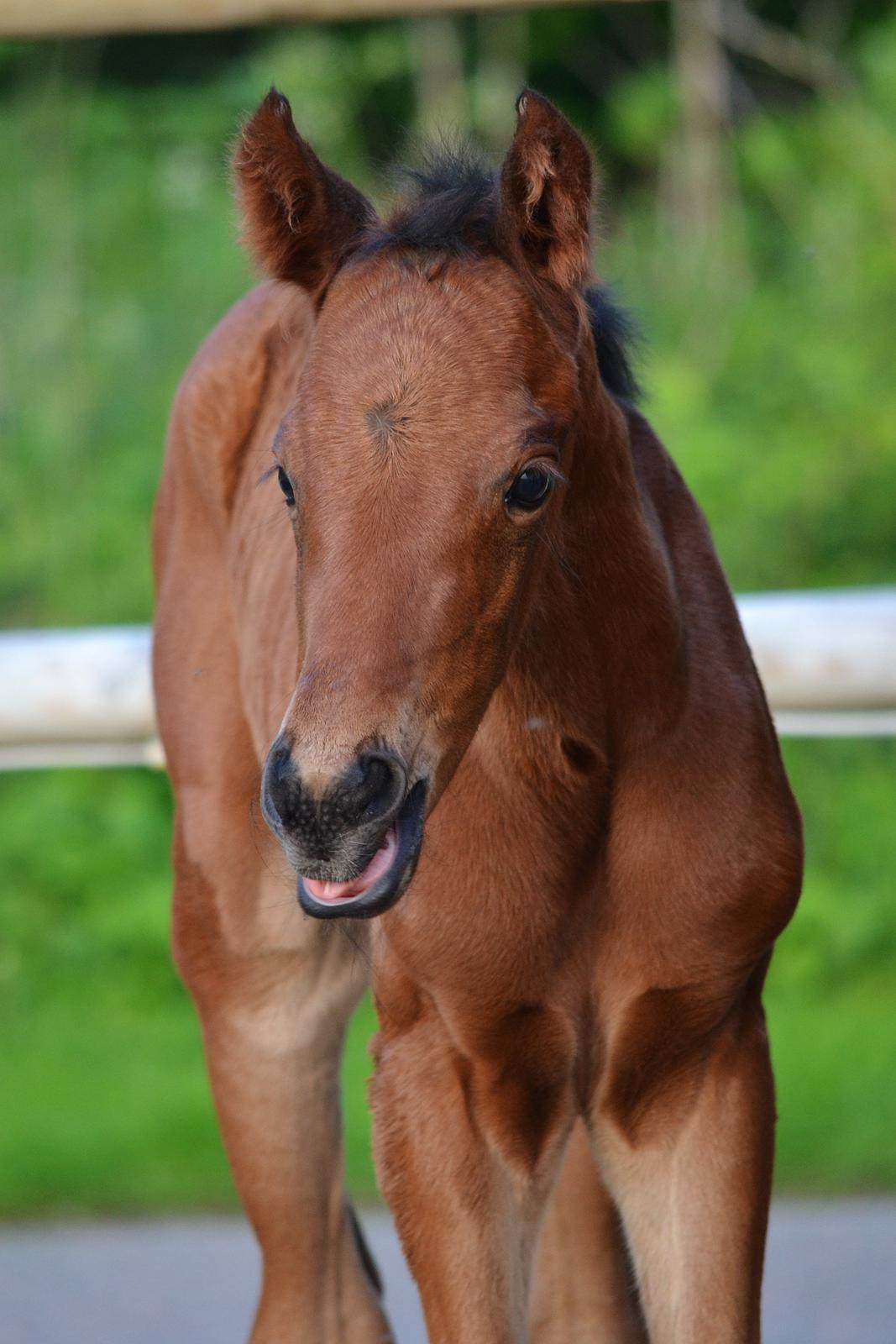 Dansk Varmblod TWINHORS DON'A BALLERINA - Bare 12 timer hammel - så sød <3 billede 22