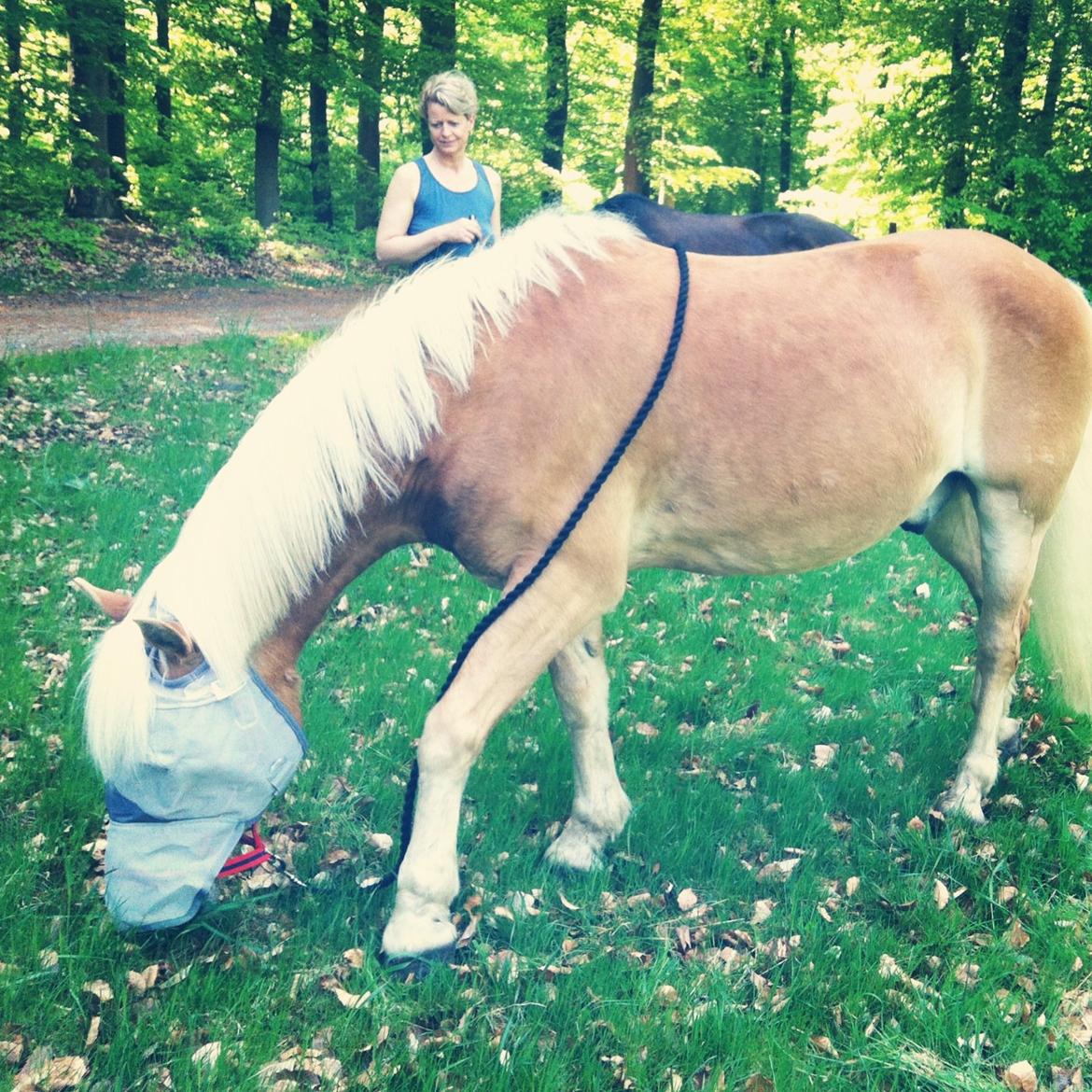 Haflinger Absalon billede 3